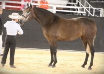 W MAVILENA DAV, DE YEGUADA AC, SUBCAMPEONA DE ANDALUCIA (Copiar)